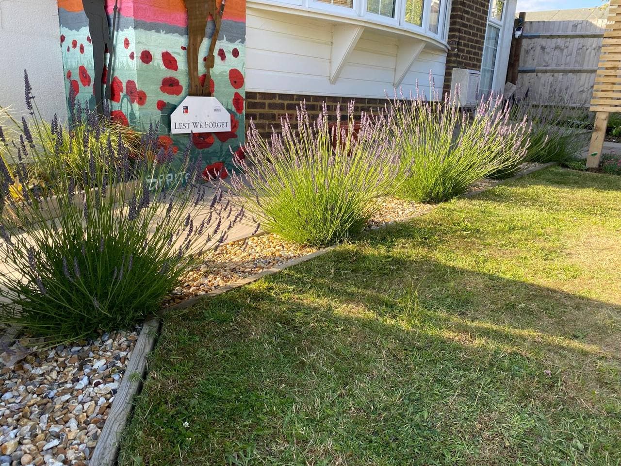 Front garden with lavender border planting