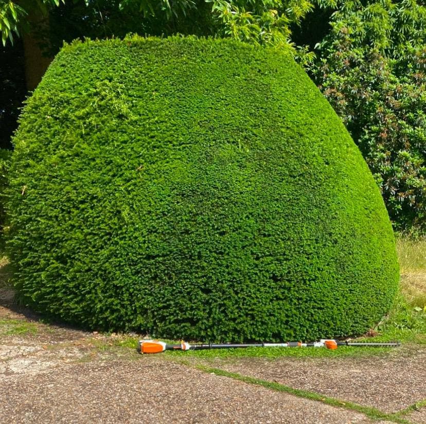Perfectly shaped ornamental hedge