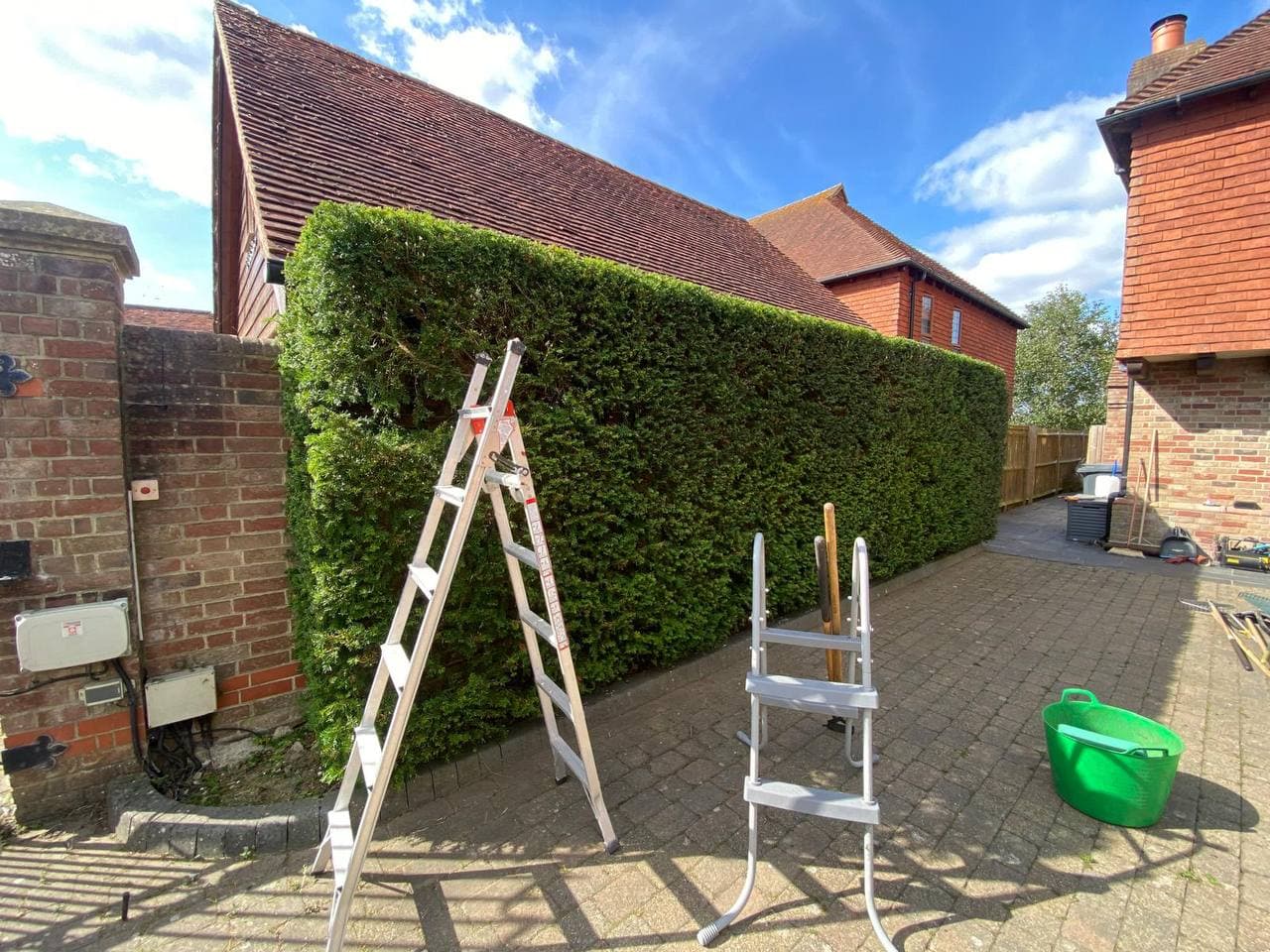 Large hedge being professionally trimmed
