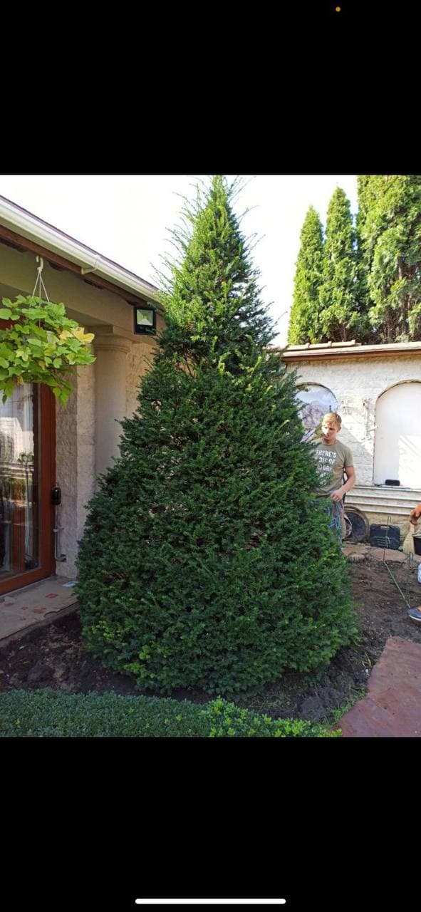 Large conifer tree shaping