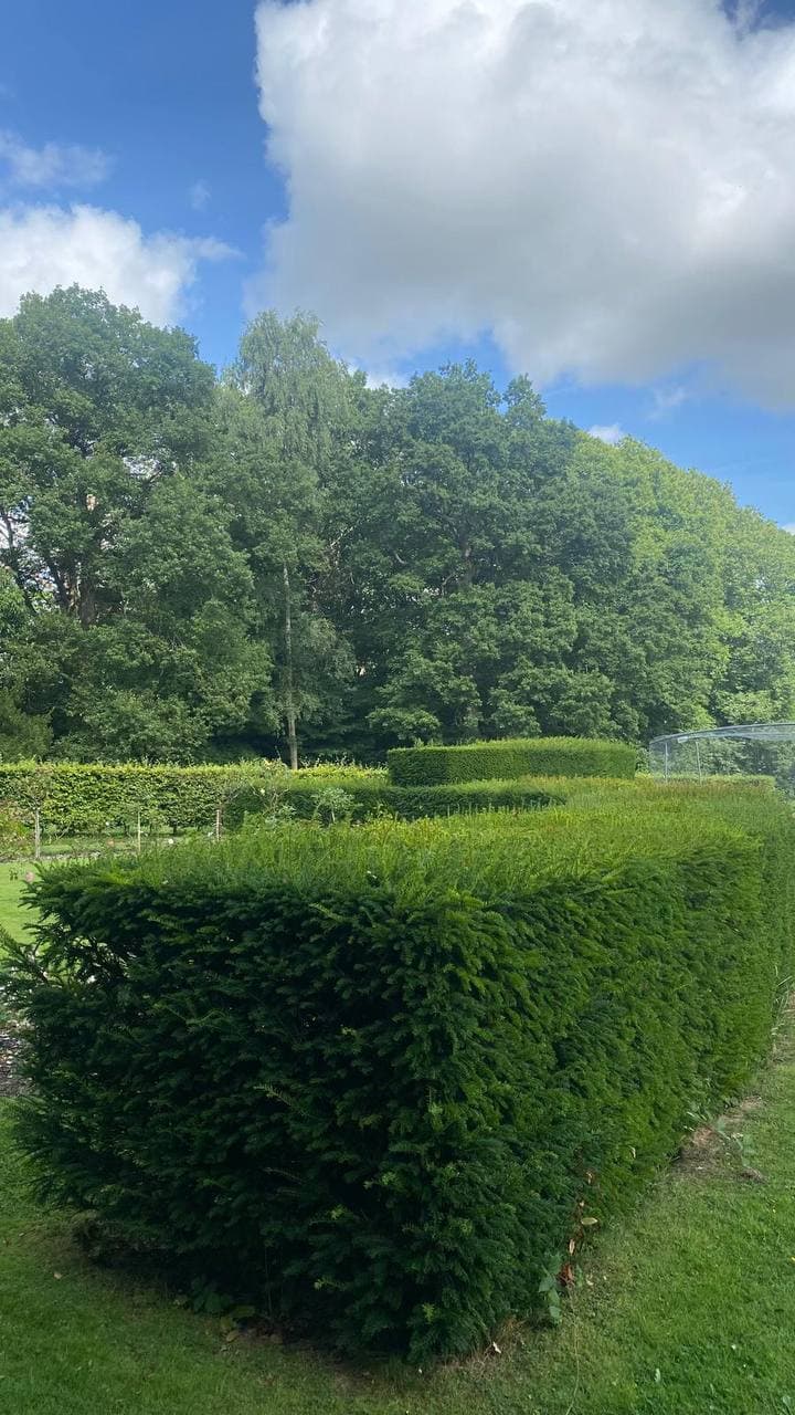 Neatly trimmed formal hedge