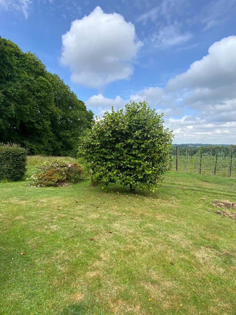 Boundary hedge maintenance