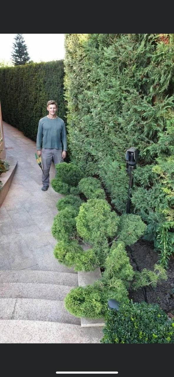 Ornamental topiary shapes in garden